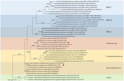 Detecting and characterizing new endofungal bacteria in new hosts: Pandoraea sputorum and Mycetohabitans endofungorum in Rhizopus arrhizus